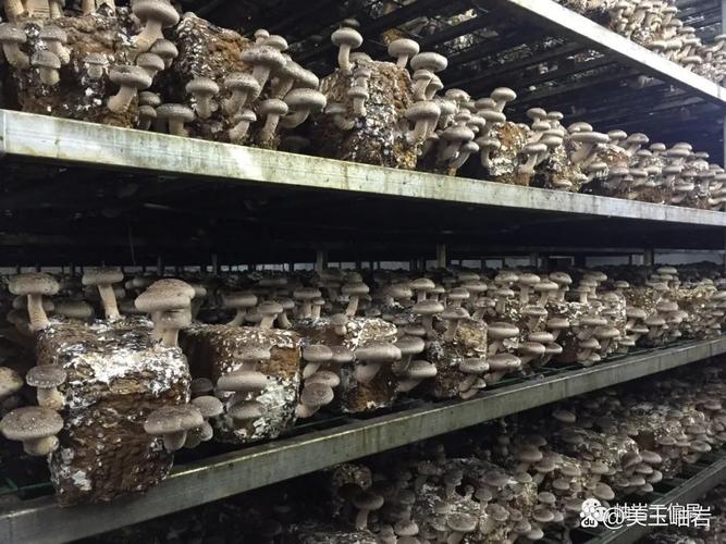 項目概況:項目位于岫巖玉產業開發園區,總投資